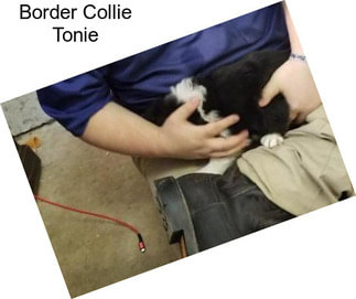 Border Collie Tonie