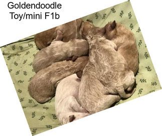 Goldendoodle Toy/mini F1b