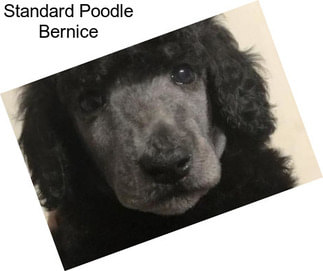 Standard Poodle Bernice