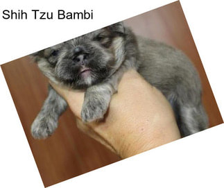 Shih Tzu Bambi