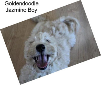 Goldendoodle Jazmine Boy