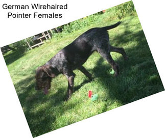 German Wirehaired Pointer Females