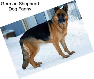 German Shepherd Dog Fanny