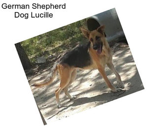 German Shepherd Dog Lucille
