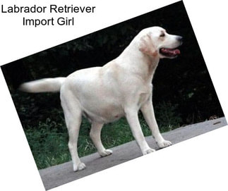 Labrador Retriever Import Girl