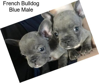 French Bulldog Blue Male