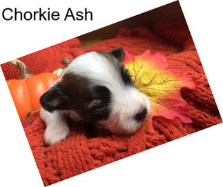 Chorkie Ash