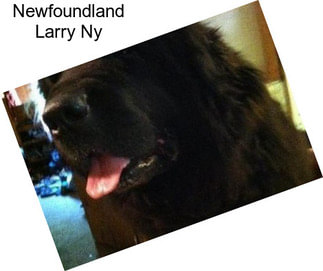 Newfoundland Larry Ny