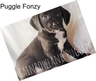 Puggle Fonzy