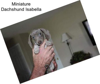 Miniature Dachshund Isabella