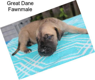 Great Dane Fawnmale