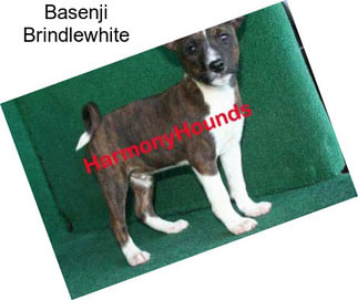 Basenji Brindlewhite