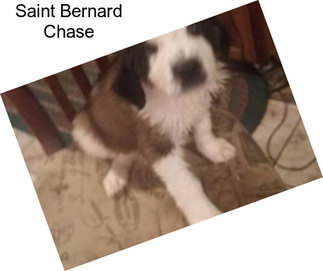 Saint Bernard Chase