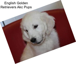 English Golden Retrievers Akc Pups