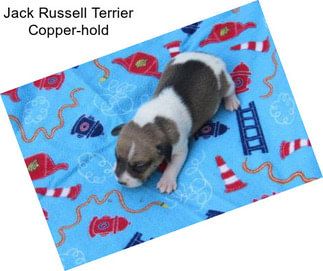 Jack Russell Terrier Copper-hold