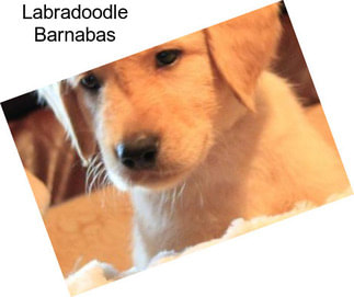 Labradoodle Barnabas