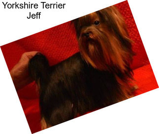 Yorkshire Terrier Jeff