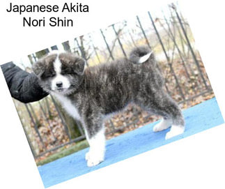 Japanese Akita Nori Shin