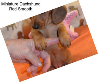 Miniature Dachshund Red Smooth