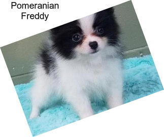 Pomeranian Freddy