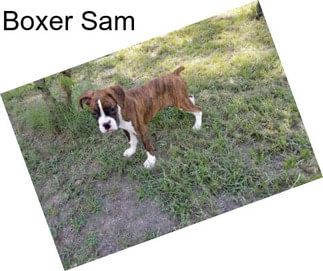 Boxer Sam