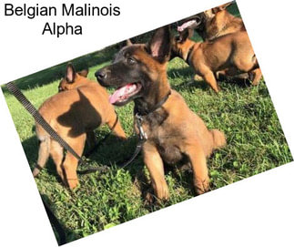 Belgian Malinois Alpha