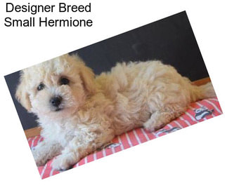 Designer Breed Small Hermione