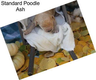 Standard Poodle Ash