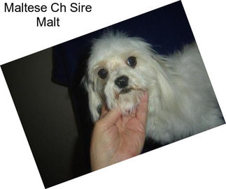 Maltese Ch Sire Malt