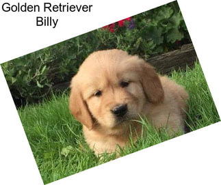 Golden Retriever Billy