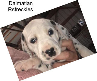 Dalmatian Rsfreckles