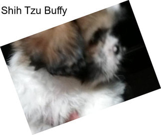 Shih Tzu Buffy