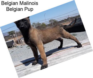 Belgian Malinois Belgian Pup
