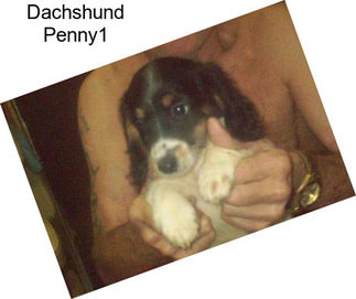 Dachshund Penny1