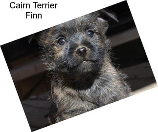 Cairn Terrier Finn