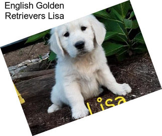 English Golden Retrievers Lisa