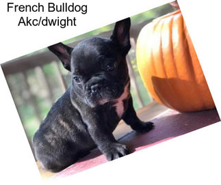 French Bulldog Akc/dwight