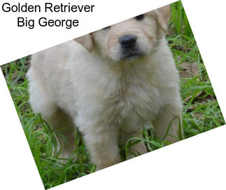Golden Retriever Big George