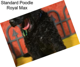 Standard Poodle Royal Max