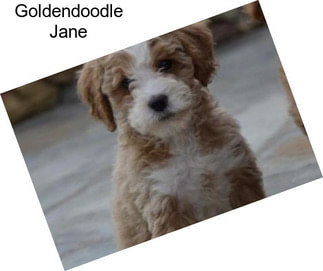Goldendoodle Jane