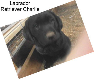 Labrador Retriever Charlie