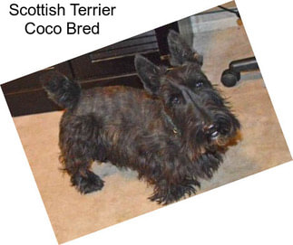 Scottish Terrier Coco Bred