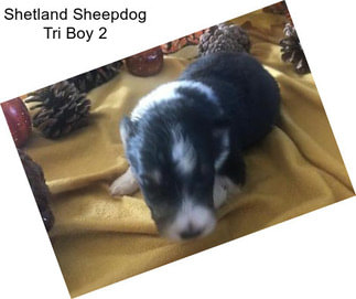 Shetland Sheepdog Tri Boy 2