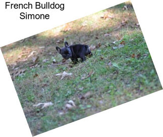 French Bulldog Simone