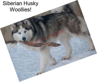 Siberian Husky Woollies!