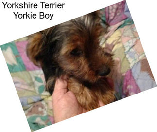 Yorkshire Terrier Yorkie Boy