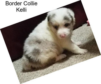 Border Collie Kelli