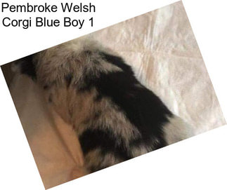 Pembroke Welsh Corgi Blue Boy 1