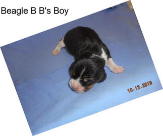 Beagle B B\'s Boy