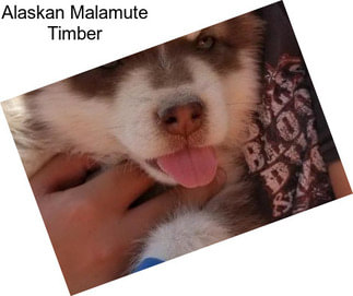 Alaskan Malamute Timber